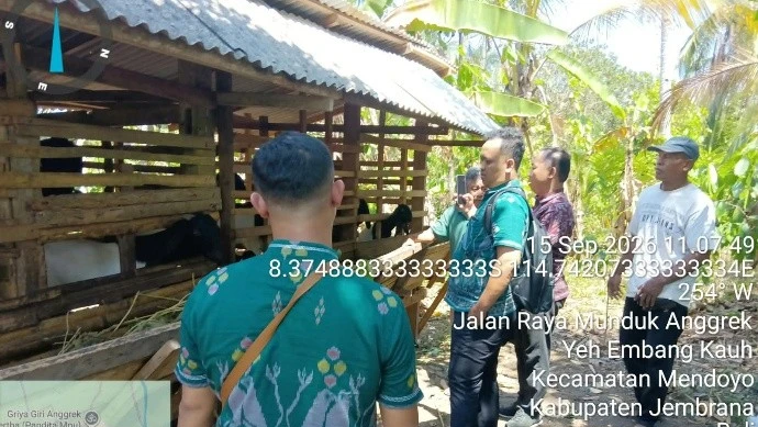 Monev Bantuan Hibah Barang Tahun 2025, Tim Teknis DPPP Jembrana Pantau Pemanfaatan Bantuan Ternak di Delapan Kelompok