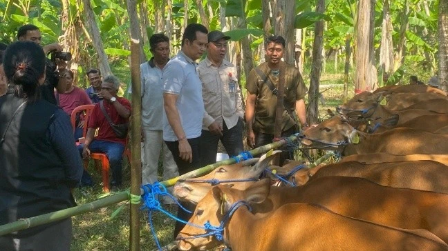 Bupati Jembrana Serahkan Bantuan Ternak Kambing dan Sapi Bali untuk Pengembangan Populasi Ternak